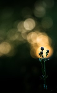 Thistle Buds in last Sunlight